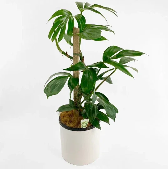 Dragon Tail Rhaphidophora Live Plant – 4 inch Pot – Indoor & Outdoor Tropical Houseplant - Image 10