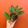 Dragon Tail Rhaphidophora Live Plant – 4 inch Pot – Indoor & Outdoor Tropical Houseplant - Image 1