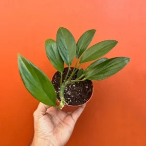 Dragon Tail Rhaphidophora Live Plant – 4 inch Pot – Indoor & Outdoor Tropical Houseplant - Image 1