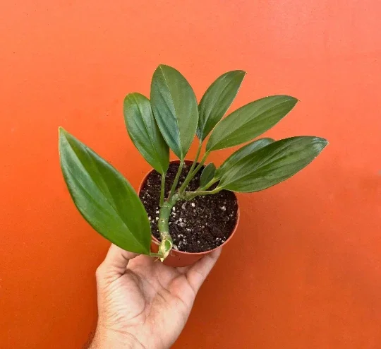 Dragon Tail Rhaphidophora Live Plant – 4 inch Pot – Indoor & Outdoor Tropical Houseplant - Image 1