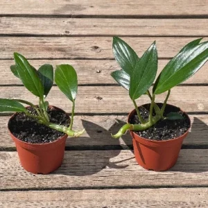 Dragon Tail Rhaphidophora Live Plant – 4 inch Pot – Indoor & Outdoor Tropical Houseplant - Image 2
