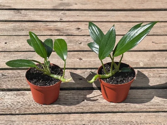 Dragon Tail Rhaphidophora Live Plant – 4 inch Pot – Indoor & Outdoor Tropical Houseplant - Image 2