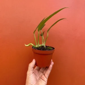 Dragon Tail Rhaphidophora Live Plant – 4 inch Pot – Indoor & Outdoor Tropical Houseplant - Image 3
