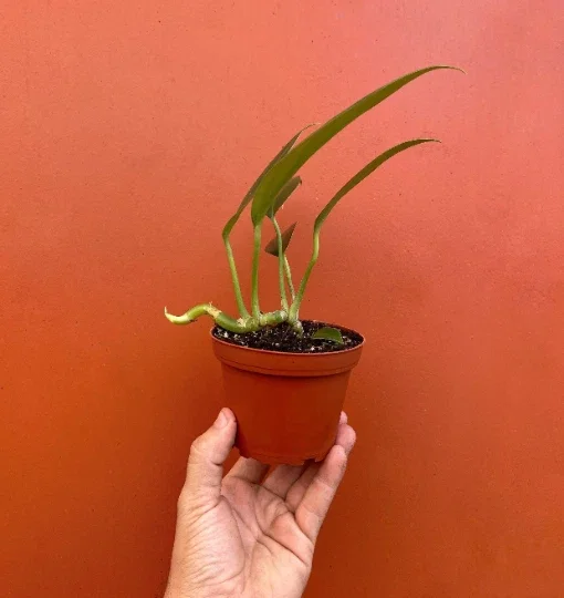 Dragon Tail Rhaphidophora Live Plant – 4 inch Pot – Indoor & Outdoor Tropical Houseplant - Image 3