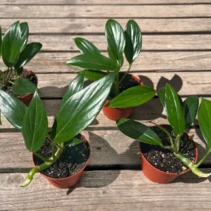 Dragon Tail Rhaphidophora Live Plant – 4 inch Pot – Indoor & Outdoor Tropical Houseplant - Image 4