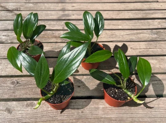 Dragon Tail Rhaphidophora Live Plant – 4 inch Pot – Indoor & Outdoor Tropical Houseplant - Image 4