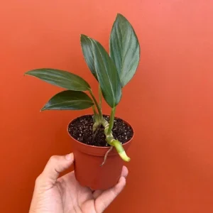 Dragon Tail Rhaphidophora Live Plant – 4 inch Pot – Indoor & Outdoor Tropical Houseplant - Image 5