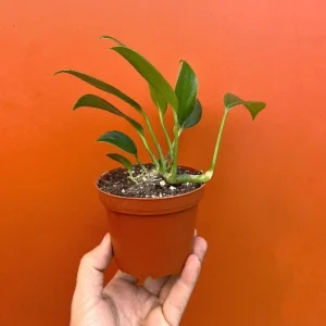 Dragon Tail Rhaphidophora Live Plant – 4 inch Pot – Indoor & Outdoor Tropical Houseplant - Image 6