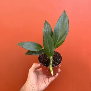 Dragon Tail Rhaphidophora Live Plant – 4 inch Pot – Indoor & Outdoor Tropical Houseplant - Image 7