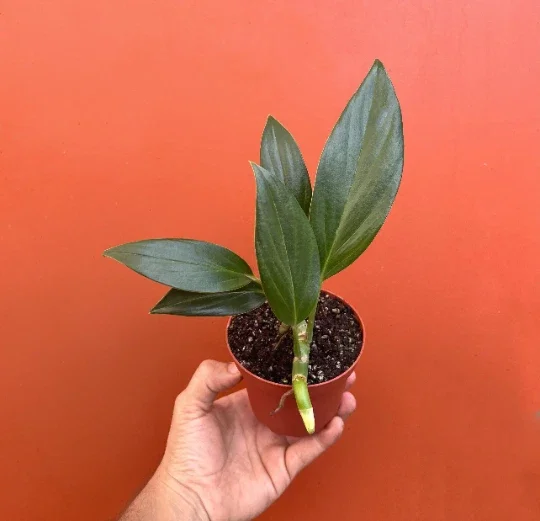 Dragon Tail Rhaphidophora Live Plant – 4 inch Pot – Indoor & Outdoor Tropical Houseplant - Image 7