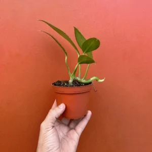 Dragon Tail Rhaphidophora Live Plant – 4 inch Pot – Indoor & Outdoor Tropical Houseplant - Image 8