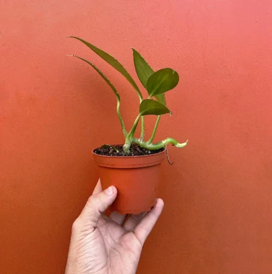 Dragon Tail Rhaphidophora Live Plant – 4 inch Pot – Indoor & Outdoor Tropical Houseplant - Image 8