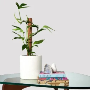 Dragon Tail Rhaphidophora Live Plant – 4 inch Pot – Indoor & Outdoor Tropical Houseplant - Image 9