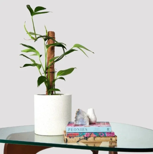 Dragon Tail Rhaphidophora Live Plant – 4 inch Pot – Indoor & Outdoor Tropical Houseplant - Image 9