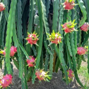 Dragonfruit 'Edgar's Baby' Live Starter Plant - Hylocereus Cactus - Image 2