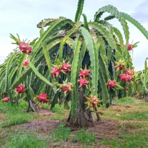 Dragonfruit 'Edgar's Baby' Live Starter Plant - Hylocereus Cactus - Image 3