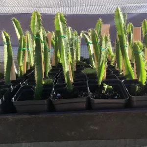 Dragonfruit 'Edgar's Baby' Live Starter Plant - Hylocereus Cactus - Image 6