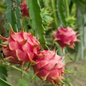 Dragonfruit 'Edgar's Baby' Live Starter Plant - Hylocereus Cactus - Image 1