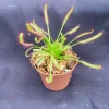 Drosera Capensis Carnivorous Plant – Cape Sundew Live Plant – Rooted, 2.5" Pot – Outdoor - Image 1