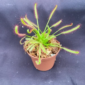 Drosera Capensis Carnivorous Plant – Cape Sundew Live Plant – Rooted, 2.5" Pot – Outdoor - Image 1