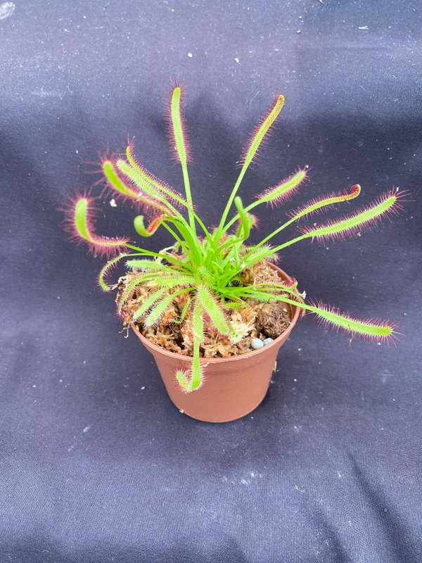 Drosera Capensis Carnivorous Plant – Cape Sundew Live Plant – Rooted, 2.5" Pot – Outdoor - Image 1