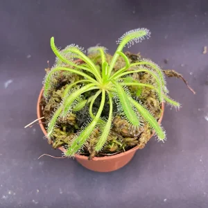 Drosera capensis 'Merry Go Round' Live Carnivorous Plant - 2.5