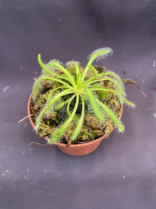 Drosera capensis 'Merry Go Round' Live Carnivorous Plant - 2.5" Pot - Image 2