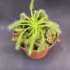 Drosera capensis 'Merry Go Round' Live Carnivorous Plant - 2.5" Pot - Image 1