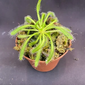 Drosera capensis 'Merry Go Round' Live Carnivorous Plant - 2.5