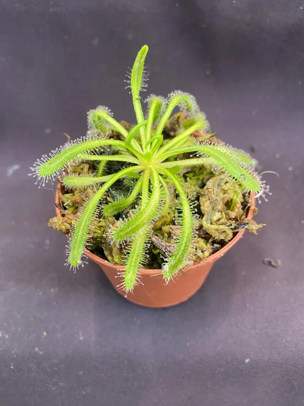 Drosera capensis 'Merry Go Round' Live Carnivorous Plant - 2.5" Pot - Image 1
