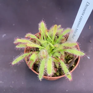 Drosera capensis 'Mini Red' Carnivorous Sundew Live Plant 2.5 inch Pot - Image 2