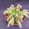 Drosera capensis 'Mini Red' Carnivorous Sundew Live Plant 2.5 inch Pot - Image 1