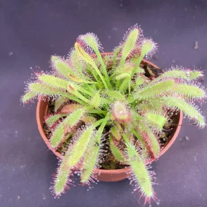 Drosera capensis 'Mini Red' Carnivorous Sundew Live Plant 2.5 inch Pot - Image 1