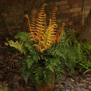 Dryopteris 'Jurassic Gold' Fern – Perennial Shade Plant – Live Plant – Outdoor - Image 2