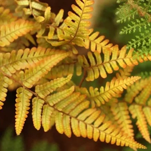 Dryopteris 'Jurassic Gold' Fern – Perennial Shade Plant – Live Plant – Outdoor - Image 3