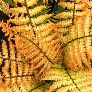 Dryopteris 'Jurassic Gold' Fern – Perennial Shade Plant – Live Plant – Outdoor - Image 1