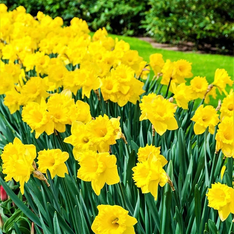 Dutch Master Yellow Trumpet Daffodil Flower Bulbs - 10 Pack, Outdoor - Image 2