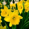 Dutch Master Yellow Trumpet Daffodil Flower Bulbs - 10 Pack, Outdoor - Image 1
