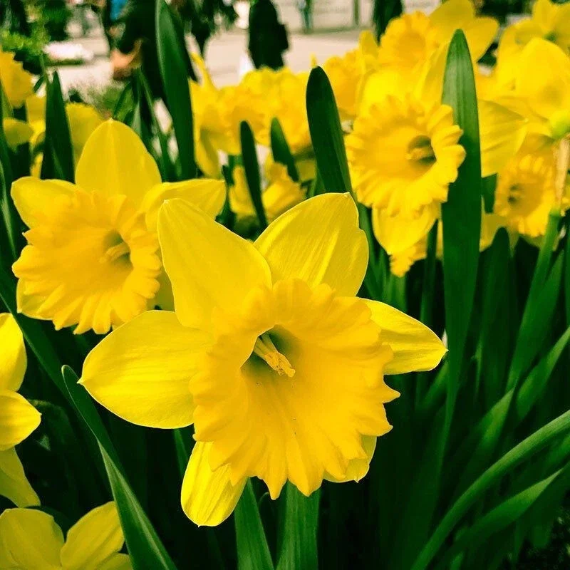 Dutch Master Yellow Trumpet Daffodil Flower Bulbs - 10 Pack, Outdoor - Image 1