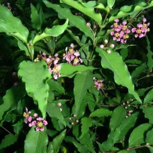 Dwarf Barbados Cherry Live Plant - 1 Gallon Pot - Malpighia punicifolia - Image 3