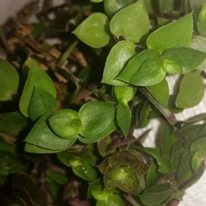 Dwarf Bolivian Wandering Jew Plant - Callisia Repens Cuttings - 10 Count Live Plant - Image 2