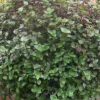 Dwarf Bolivian Wandering Jew Plant - Callisia Repens Cuttings - 10 Count Live Plant - Image 1
