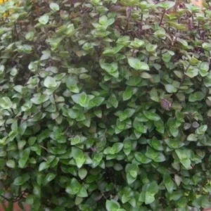 Dwarf Bolivian Wandering Jew Plant - Callisia Repens Cuttings - 10 Count Live Plant - Image 1