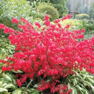 Dwarf Burning Bush – Live Bare Root Plant – 6-12 inches Tall – Outdoor Shrub - Image 2