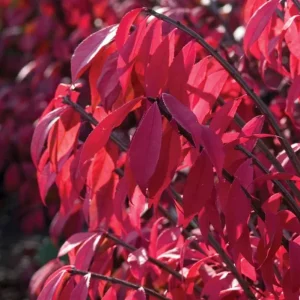 Dwarf Burning Bush – Live Bare Root Plant – 6-12 inches Tall – Outdoor Shrub - Image 3