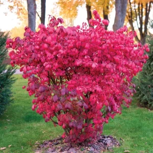 Dwarf Burning Bush – Live Bare Root Plant – 6-12 inches Tall – Outdoor Shrub - Image 4