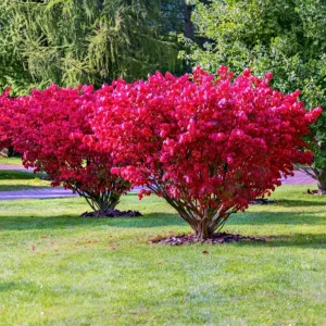 Dwarf Burning Bush – Live Bare Root Plant – 6-12 inches Tall – Outdoor Shrub - Image 5