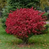 Dwarf Burning Bush – Live Bare Root Plant – 6-12 inches Tall – Outdoor Shrub - Image 1