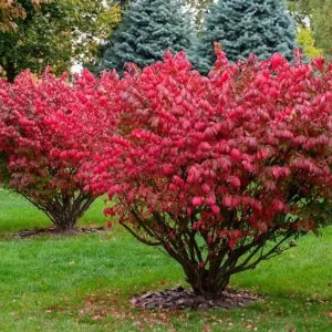 Dwarf Burning Bush Live Plant – Brilliant Red Fall Foliage – 6-12" Tall - Image 1