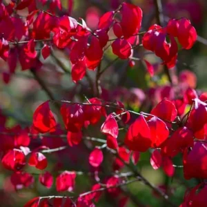 Dwarf Burning Bush Live Plant – Euonymus alatus ‘Compactus’ – 6-12in Tall – Bare Root Shrub - Image 2